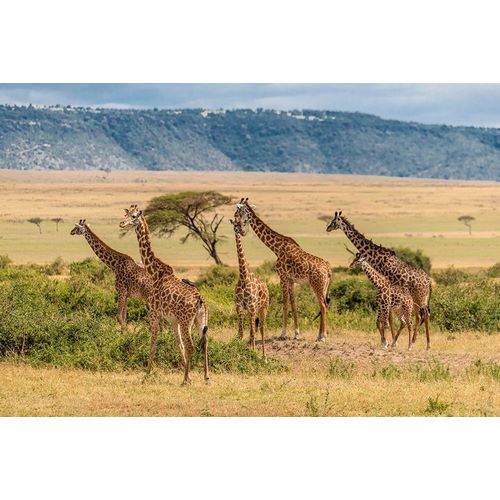 Africa-Tanzania-Serengeti National Park Giraffes on plain